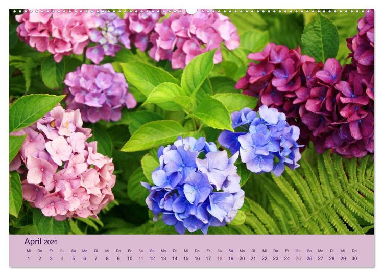 Produktbild: Hortensien 2026. Farbenpr&auml;chtige Impressionen aus dem Garten (Wandkalender 2026 DIN A2 quer), CALVENDO Monatskalender