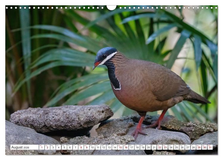 Produktbild: Birds of Cuba Island (Wall Calendar 2026 DIN A3 landscape), CALVENDO 12 Month Wall Calendar