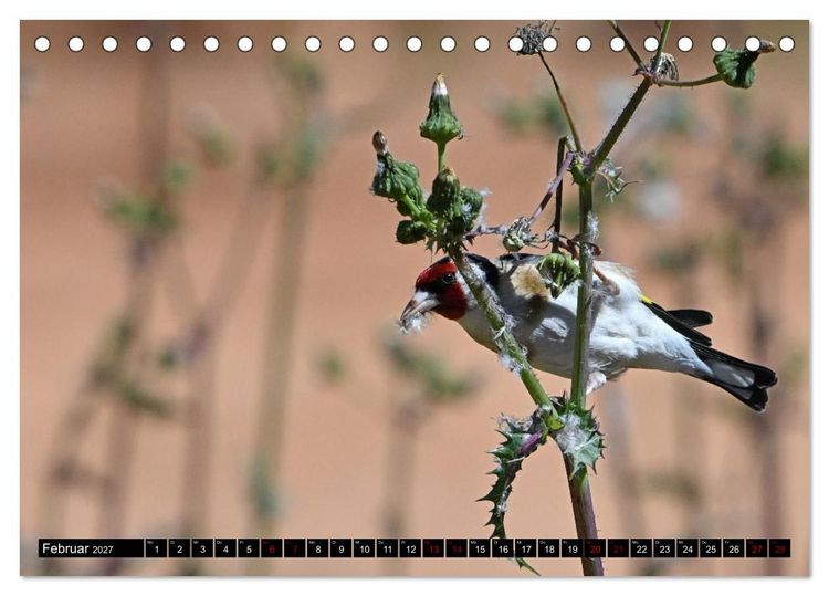 Produktbild: Mallorcas V&ouml;gel (Tischkalender 2027 DIN A5 quer), CALVENDO Monatskalender