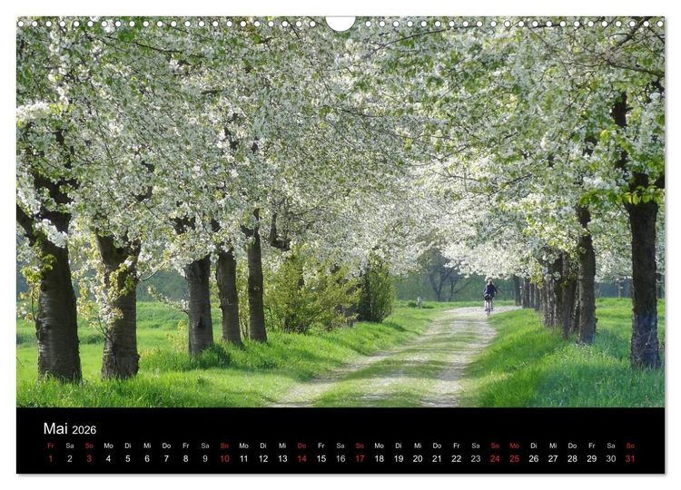 Produktbild: Baumportr&auml;ts 2026 (Wandkalender 2026 DIN A3 quer), CALVENDO Monatskalender