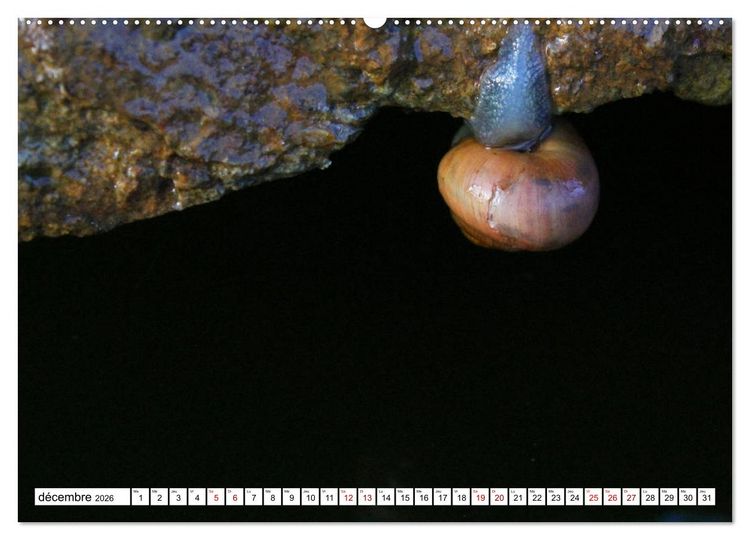 Produktbild: Admirons les escargots (Calendrier mural 2026 DIN A2 vertical) calendrier de bureau