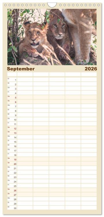 Produktbild: Familienplaner 2026 - L&ouml;wen - Raubkatzen Afrikas mit 5 Spalten (Wandkalender, 21 x 45 cm) CALVENDO