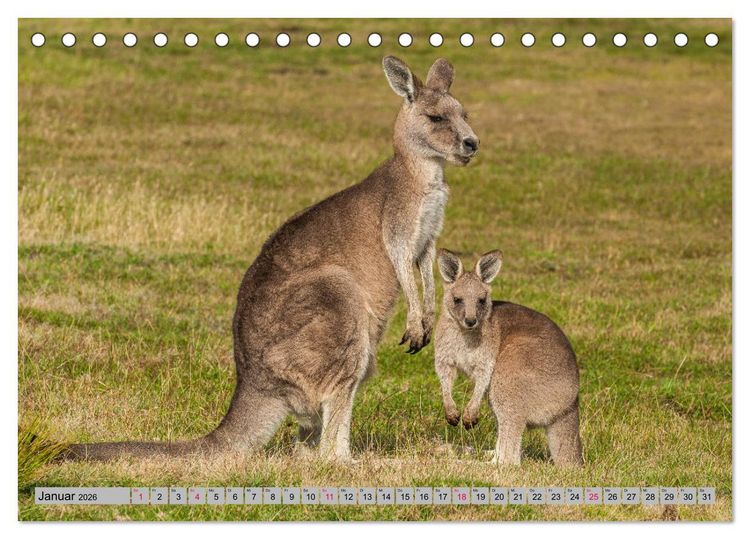 Produktbild: K&auml;ngururs und Wallabys (Tischkalender 2026 DIN A5 quer), CALVENDO Monatskalender
