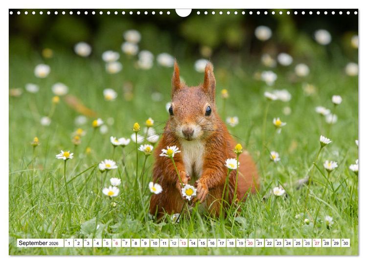 Produktbild: Eichh&ouml;rnchen im K&ouml;niglichen Garten (Wandkalender 2026 DIN A3 quer), CALVENDO Monatskalender