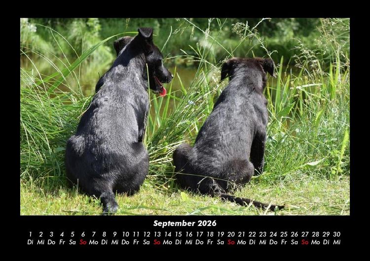 Produktbild: Tierkalender 2026 Fotokalender DIN A3