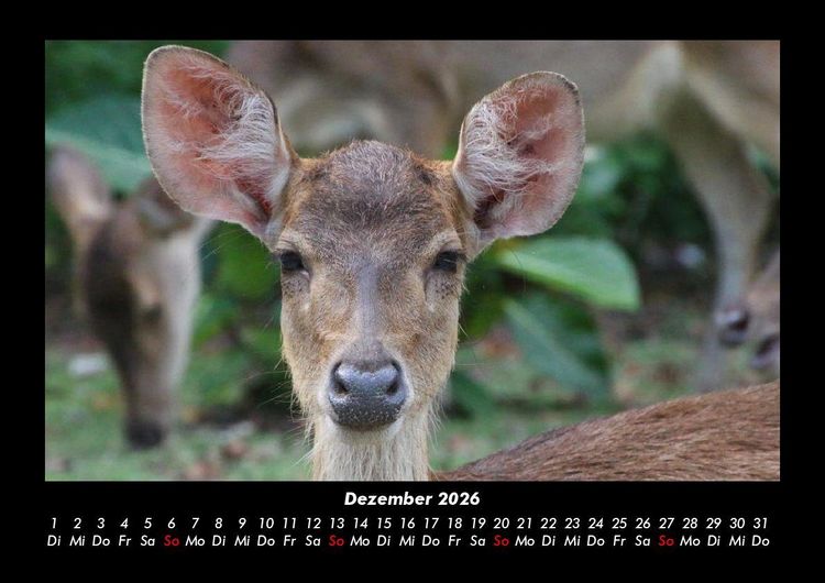 Produktbild: Welt der Tiere 2026 Fotokalender DIN A3