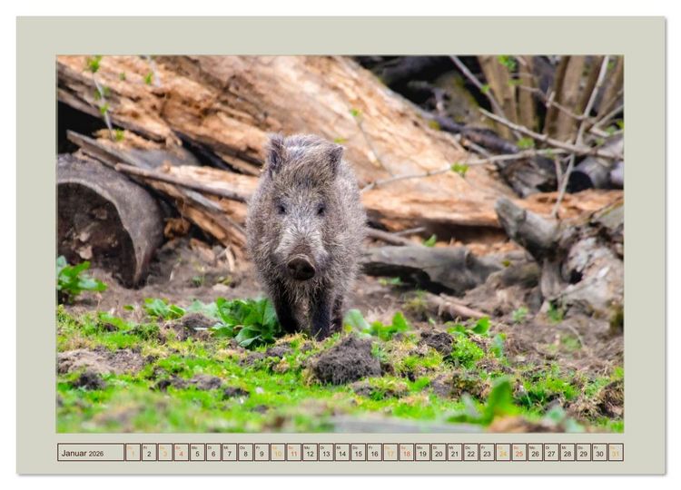 Produktbild: Wildschweine ganz nah an der Sau (Sus scrofa) von Tanja Riedel (hochwertiger Premium Wandkalender 2026 DIN A2 quer), Kunstdruck in Hochglanz