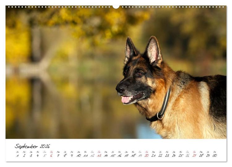 Produktbild: Deutsche Sch&auml;ferhunde - Senioren auf vier Pfoten (Wandkalender 2026 DIN A2 quer), CALVENDO Monatskalender