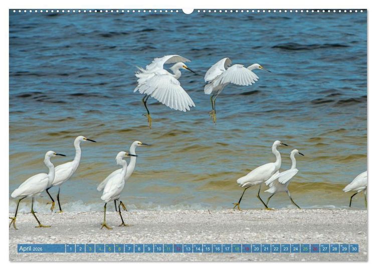 Produktbild: R&ouml;telreiher und Schmuckreiher (Wandkalender 2026 DIN A2 quer), CALVENDO Monatskalender