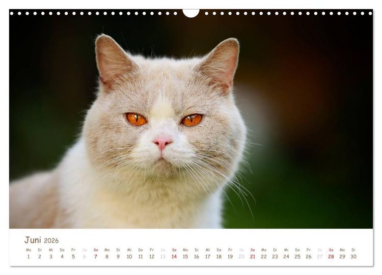 Produktbild: Die Britisch Kurzhaar (Wandkalender 2026 DIN A3 quer), CALVENDO Monatskalender