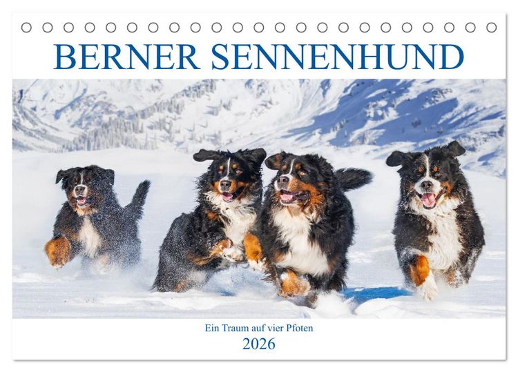 Produktbild: Berner Sennenhund - Ein Traum auf vier Pfoten (Tischkalender 2026 DIN A5 quer), CALVENDO Monatskalender