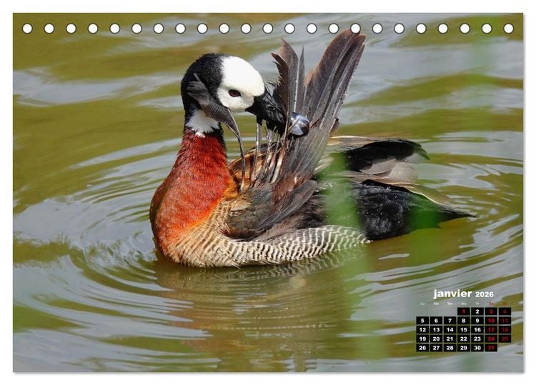Produktbild: Oiseaux exotiques (Calendrier de bureau 2026 DIN A5 vertical), CALVENDO calendrier mensuel
