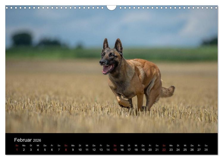 Produktbild: Belgischer Sch&auml;ferhund - Der Malinois in Action (Wandkalender 2026 DIN A3 quer), CALVENDO Monatskalender
