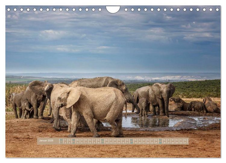 Produktbild: Afrikas Tierwelt - Wilde Elefanten (Wandkalender 2026 DIN A4 quer), CALVENDO Monatskalender