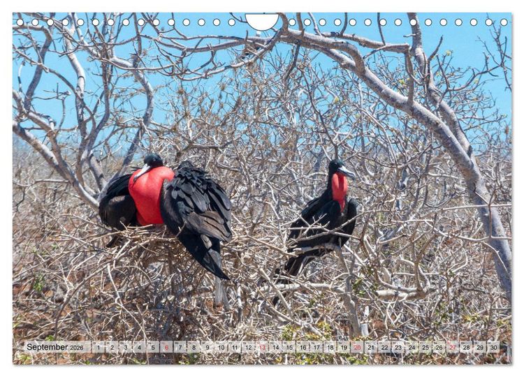 Produktbild: Die Galapagosinseln - Santa Cruz Island (Wandkalender 2026 DIN A4 quer), CALVENDO Monatskalender