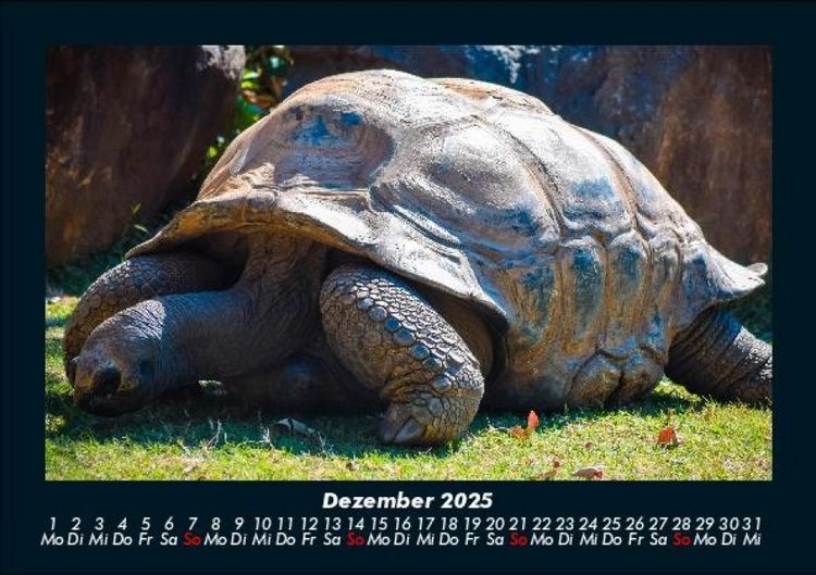 Produktbild: Schildkr&ouml;tenzauber 2025 Fotokalender DIN A5