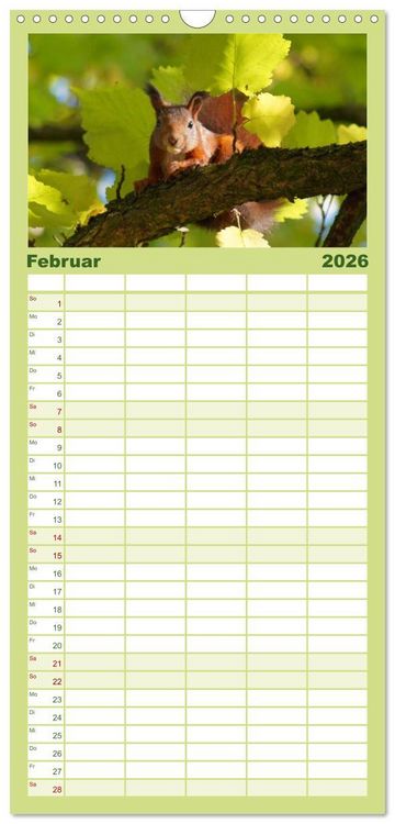 Produktbild: Familienplaner 2026 - Das heimliche Leben der Eichh&ouml;rnchen mit 5 Spalten (Wandkalender, 21 x 45 cm) CALVENDO