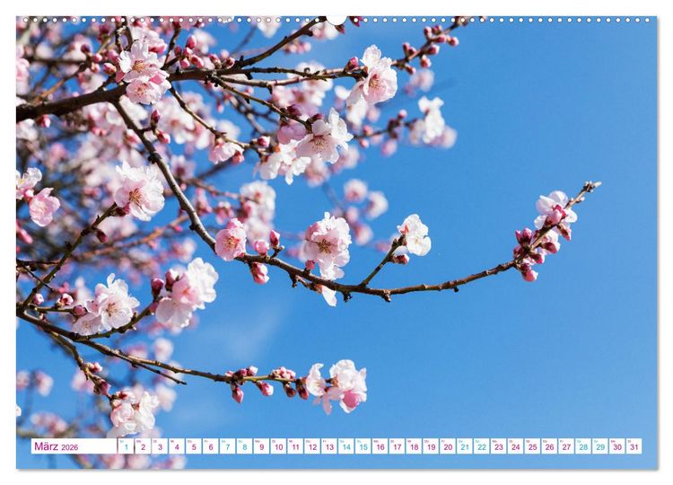 Produktbild: Freinsheim - So Wunderbar (Wandkalender 2026 DIN A2 quer), CALVENDO Monatskalender