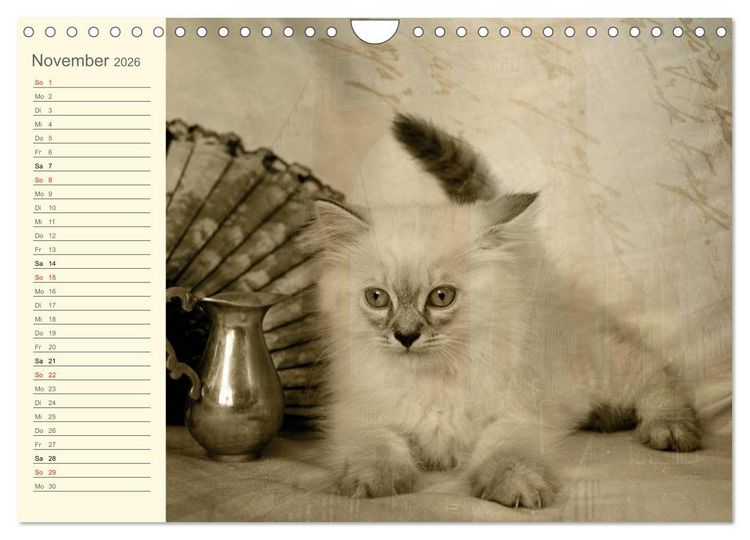 Produktbild: Oma's Katzenkalender 2026 (Wandkalender 2026 DIN A4 quer), CALVENDO Monatskalender