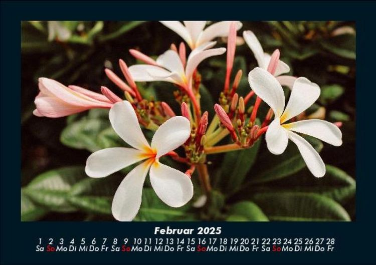 Produktbild: Blumenzauber 2025 Fotokalender DIN A5