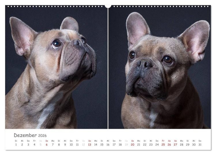 Produktbild: charakterstarke Hunde, wundersch&ouml;ne Hundeportraits (Wandkalender 2026 DIN A2 quer), CALVENDO Monatskalender