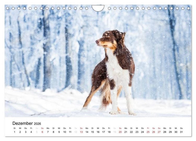 Produktbild: Border Collies 2026 (Wandkalender 2026 DIN A4 quer), CALVENDO Monatskalender