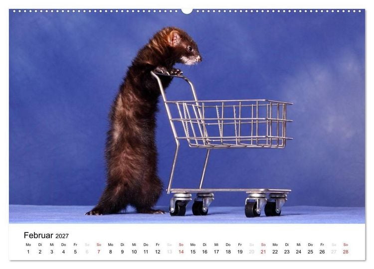 Produktbild: Frettchen - Ferrets (hochwertiger Premium Wandkalender 2027 DIN A2 quer), Kunstdruck in Hochglanz