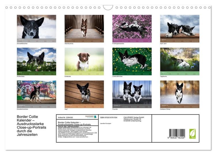 Produktbild: Border Collie Kalender &ndash; Ausdrucksstarke Close-up-Portraits durch die Jahreszeiten (Wandkalender 2027 DIN A3 quer), CALVENDO Monatskalender