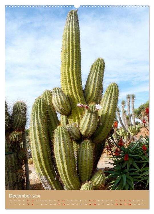 Produktbild: Succulents and Cacti - Strong Thorns, Delicate Blooms (High Quality Premium Wall Calendar 2026 DIN A2 portrait),CALVENDO 12 Month Wall Calendar