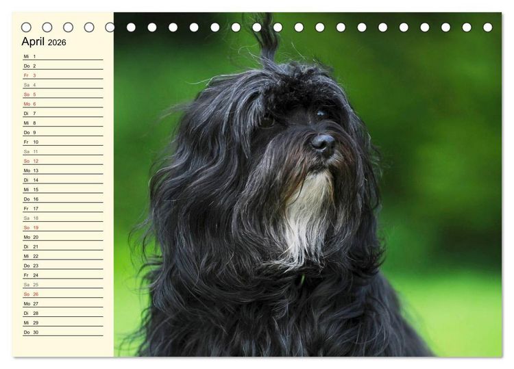 Produktbild: Havaneser - Herz auf 4 Pfoten (Tischkalender 2026 DIN A5 quer), CALVENDO Monatskalender