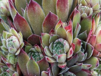 Produktbild: CALVENDO Puzzle Sempervivum Grey Dawn | 1000 Teile Lege-Gr&ouml;&szlig;e 64x48cm Foto-Puzzle f&uuml;r gl&uuml;ckliche Stunden