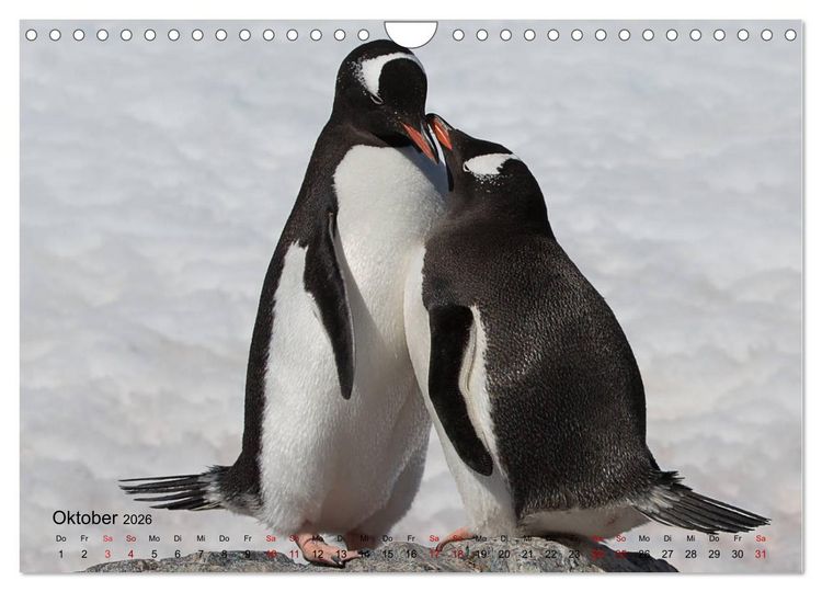 Produktbild: Antarktis, die eisige Heimat der Pinguine (Wandkalender 2026 DIN A4 quer), CALVENDO Monatskalender