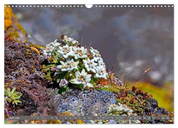 Produktbild: Meine sch&ouml;nsten Alpenblumen (Wandkalender 2026 DIN A3 quer), CALVENDO Monatskalender