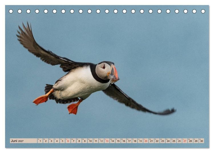 Produktbild: Papageitaucher - Puffins (Tischkalender 2027 DIN A5 quer), CALVENDO Monatskalender