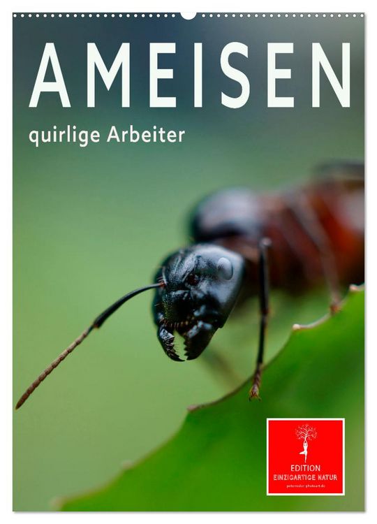 Produktbild: Ameisen quirlige Arbeiter (Wandkalender 2026 DIN A2 hoch), CALVENDO Monatskalender