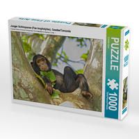 Produktbild: CALVENDO Puzzle Junger Schimpanse (Pan troglodytes), Gombe/Tanzania | 1000 Teile Lege-Gr&ouml;&szlig;e 64x48cm Foto-Puzzle f&uuml;r gl&uuml;ckliche Stunden