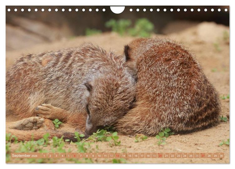Produktbild: Erdm&auml;nnchen Familienbande (Wandkalender 2026 DIN A4 quer), CALVENDO Monatskalender