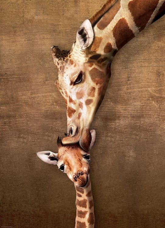 Produktbild: Giraffenmutterkuss 1000 Teile