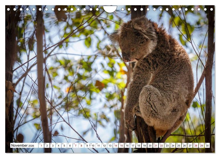 Produktbild: Wildlife Australien (Wandkalender 2026 DIN A4 quer), CALVENDO Monatskalender