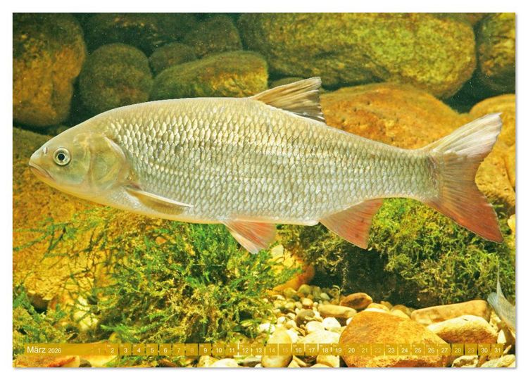 Produktbild: Heimische Fische: Karpfen, Forelle, Hecht (Wandkalender 2026 DIN A2 quer), CALVENDO Monatskalender