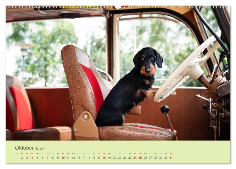 Produktbild: Dackel unterwegs (Wandkalender 2026 DIN A2 quer), CALVENDO Monatskalender