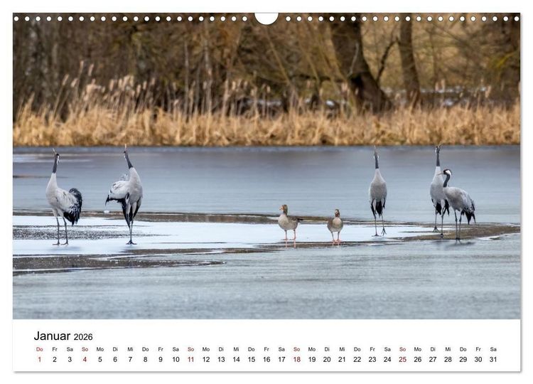 Produktbild: Kraniche im Erzgebirge (Wandkalender 2026 DIN A3 quer), CALVENDO Monatskalender