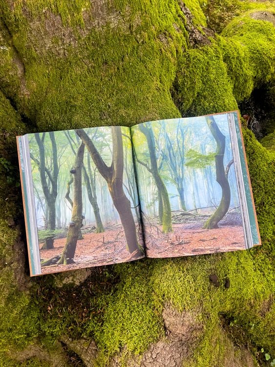 Produktbild: The Woods