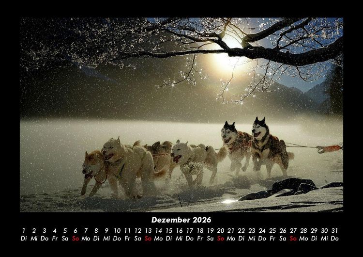 Produktbild: Hunde 2026 Fotokalender DIN A3