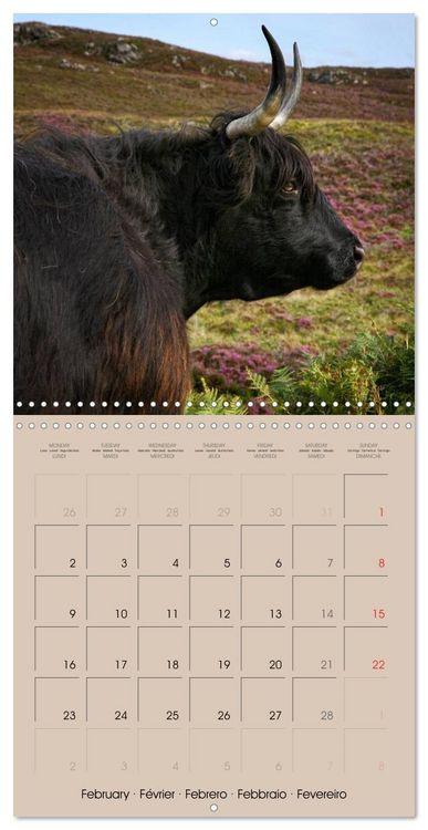 Produktbild: Highland Cows (Wall Calendar 2026 12 &times; 12 Inch) CALVENDO 12 Month Wall Calendar