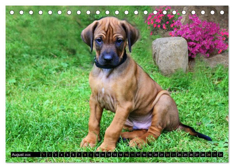 Produktbild: Rhodesian Ridgeback - Ausdrucksstarke Gesichter (Tischkalender 2026 DIN A5 quer), CALVENDO Monatskalender