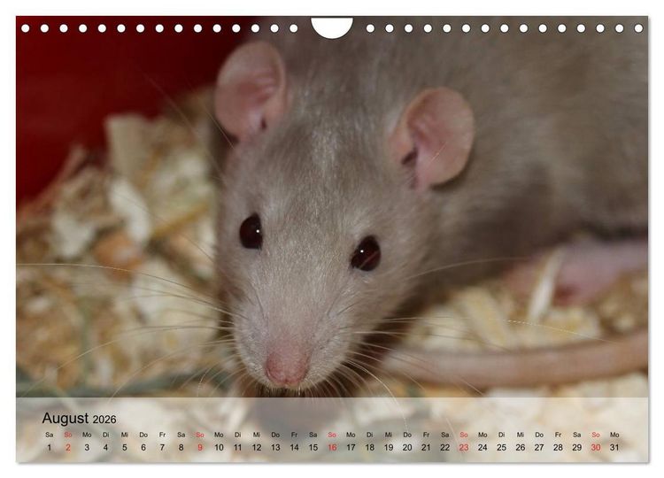 Produktbild: Ratten - Gelehrige Haustiere (Wandkalender 2026 DIN A4 quer), CALVENDO Monatskalender