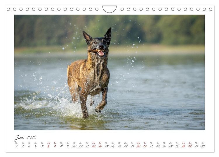 Produktbild: Mit dem Malinois durch das Jahr (Wandkalender 2026 DIN A4 quer), CALVENDO Monatskalender