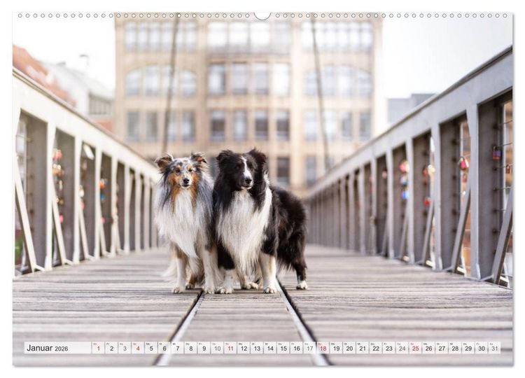 Produktbild: Hamburger Hafencity - Unterwegs mit den Shelties Finn und Louis (Wandkalender 2026 DIN A2 quer), CALVENDO Monatskalender