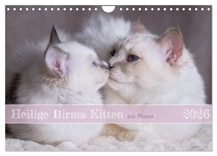Produktbild: Heilige Birma Kitten mit Planer (Wandkalender 2026 DIN A4 quer), CALVENDO Monatskalender